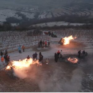 recoltare struguri Vin JIDVEI Eiswein dulce de gheata, crama