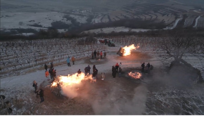 recoltare struguri Vin JIDVEI Eiswein dulce de gheata, crama