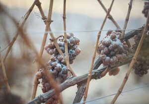 Vin JIDVEI Eiswein dulce de gheata la culegere la crama, livrare usa