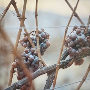 Vin JIDVEI Eiswein dulce de gheata la culegere la crama, livrare usa